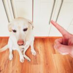 ¿Cómo castigar a un perro cuando se porta mal?