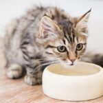 ¿Cómo desinflamar el estómago de un gato?