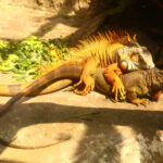 ¿Cómo eligen pareja las iguanas?