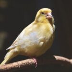¿Cómo enseñar a los canarios cantar?