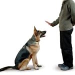 ¿Cómo enseñar a un perro quién manda?