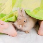 ¿Cómo hacer que un conejo duerma en su cama?