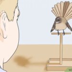 ¿Cómo hacer que un pájaro confie en ti?