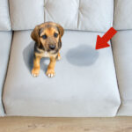 ¿Cómo quitar el olor a orina de perro en un sillón?