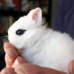 ¿Cómo saber si mi conejo es mini?