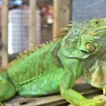 ¿Cómo saber si tu iguana está bien?