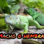 ¿Cómo saber si una iguana verde es macho o hembra?
