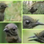¿Cómo se llama el pájaro que imita muchos sonidos?