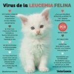 ¿Cómo se transmite el virus de la leucemia felina?