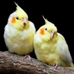 ¿Cuál es el ave más cariñosa?