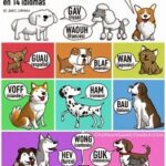 ¿Cuál es el idioma que más entienden los perros?