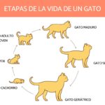 ¿Cuáles son las etapas de los gatos?