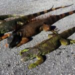 ¿Cuándo son agresivas las iguanas?