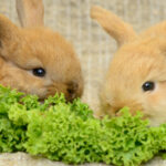 ¿Cuántas veces al día se debe alimentar a un conejo?