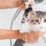 ¿Cuántas veces hay que bañar a los gatos?