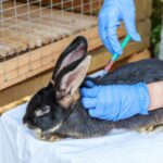 ¿Cuántas veces hay que vacunar a un conejo?