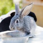 ¿Cuántas veces toman agua los conejos?