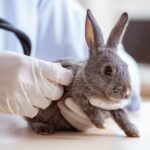 ¿Cuánto cuesta esterilizar un conejo en España?