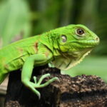 ¿Cuánto cuesta una iguana verde pequeña?