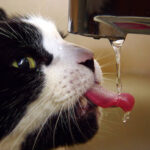 ¿Cuánto tiempo puede vivir un gato sin agua ni comida?