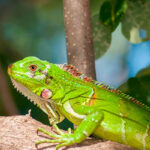 ¿Cuánto tiempo tarda en crecer una iguana verde?
