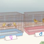 ¿Cuántos canarios se pueden poner en una jaula?