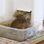¿Dónde hacen del baño los conejos domesticos?