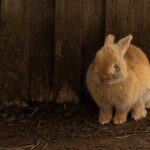 ¿Por qué los conejos se quedan quietos?