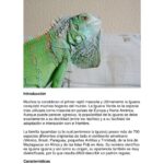 ¿Por qué se quedan quietas las iguanas?