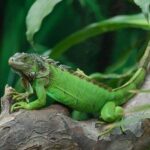 ¿Qué beneficios tiene comer la iguana?