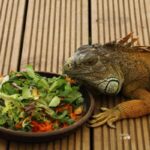 ¿Qué comen las iguanas callejeras?