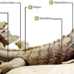¿Qué enfermedades puede tener una iguana?
