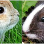 ¿Qué es mejor como mascota un conejo o una cobaya?