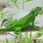 ¿Qué necesita para vivir una iguana?