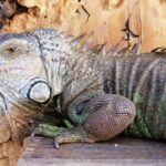 ¿Qué pasa cuando una iguana se pone negra?