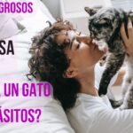 ¿Qué pasa si beso a un gato con parásitos?