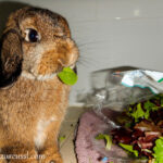 ¿Qué pasa si le das brócoli a un conejo?