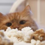 ¿Qué pasa si le doy arroz a mi gato?