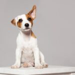 ¿Qué pasa si le tocas las orejas a un perro?