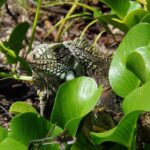 ¿Qué plantas puede tener una iguana?