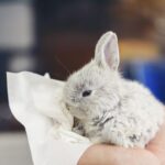 ¿Qué puedo hacer si mi conejo estornuda mucho?