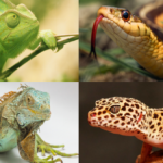 ¿Qué reptiles están prohibidos en España?