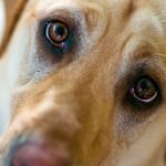 ¿Qué significa que tu perro te mire a los ojos?
