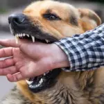 ¿Qué significa que tu perro te muerda la mano?
