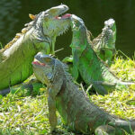 ¿Qué tan peligrosa puede ser una iguana?