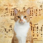 ¿Qué tipo de música relaja a los gatos?