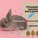 ¿Qué vacunas se le debe poner a un conejo?