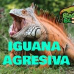 ¿Cómo agarrar una iguana salvaje?