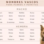 ¿Cómo se dice perro en Euskadi?
