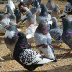 ¿Cómo se le llama a un grupo de palomas?